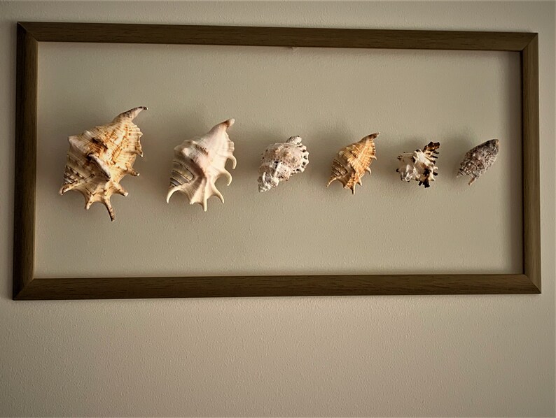 Sea Shell Wall Art Framed Seashells Sea Shell Wall Frame Sea Shell Wall Decor Coastal Wall Decor
