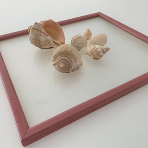 Sea shell wall art Framed  seashells Sea shell wall frame Sea shell wall decor Coastal wall decor Seaside home decor Large seashell picture
