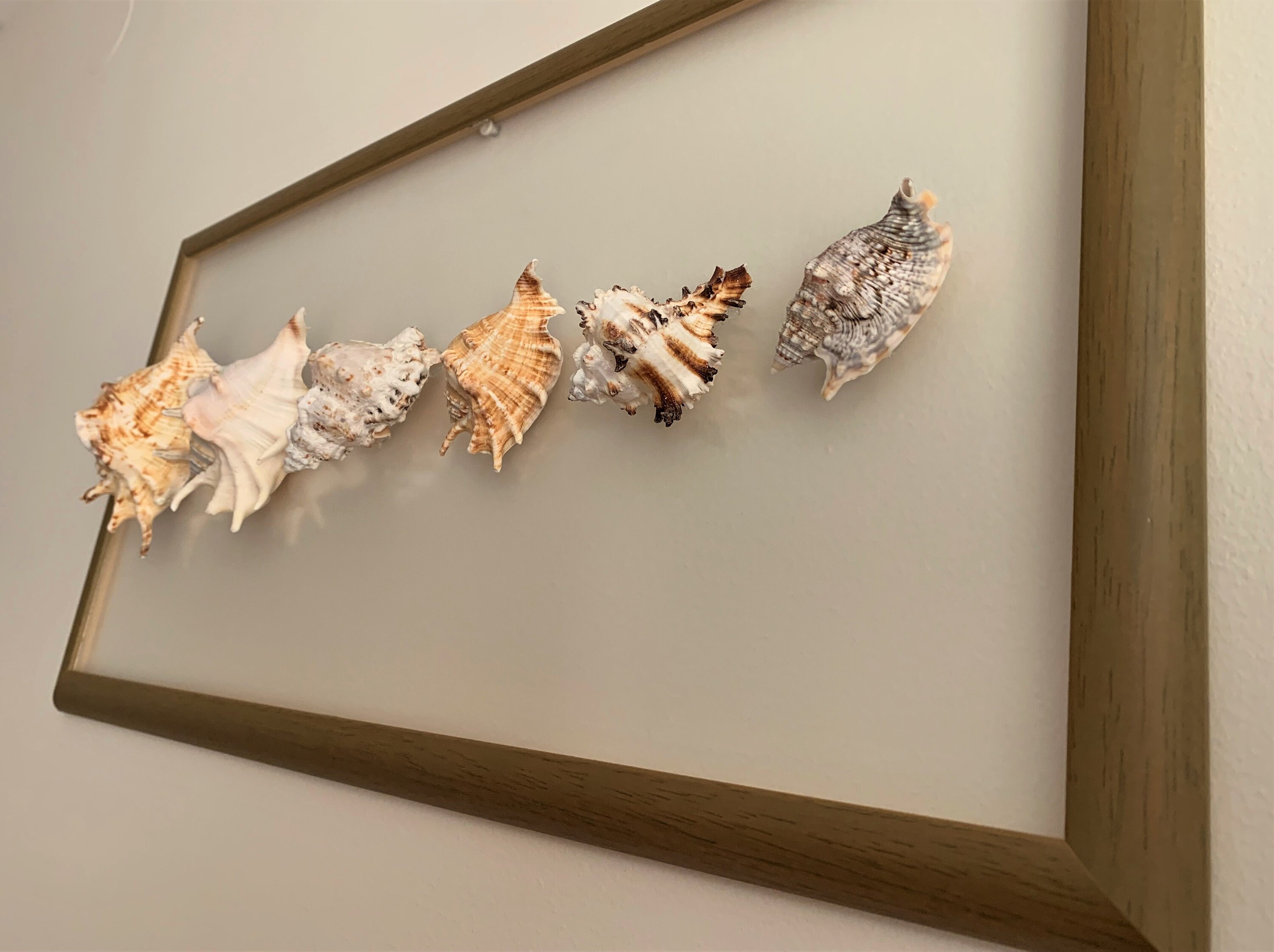 Sea Shell Wall Art Framed Seashells Sea Shell Wall Frame Sea Shell Wall