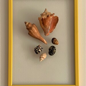 Sea shell wall art Framed  seashells Sea shell wall frame Sea shell wall decor Coastal wall decor Seaside home decor Large seashell picture