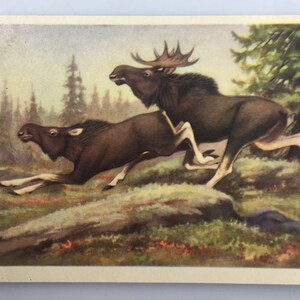 Cartolina alce d'epoca Cartolina animale sovietica Stampa d'arte alci Pittura naturalistica dell'artista V. Trofimov 1956 URSS