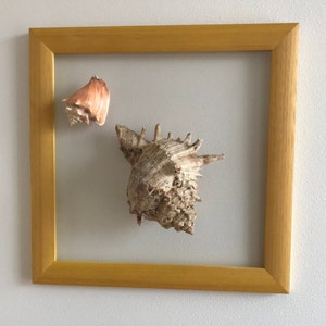Sea shell wall art Framed 2 seashells Sea shell wall frame Sea shell wall decor Coastal wall decor Seaside home decor