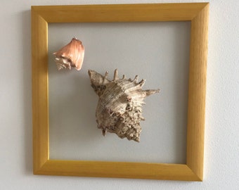 Sea shell wall art Framed 2 seashells Sea shell wall frame Sea shell wall decor Coastal wall decor Seaside home decor