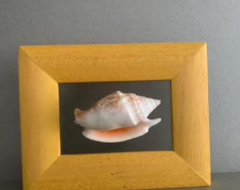 Könnte beinhalten: Eine natürliche Muschel mit weiß-beiger Außenseite und leuchtend orangefarbener Innenöffnung, präsentiert in einem rechteckigen Holzrahmen mit hellgelber Oberfläche. Die Muschel ist mittig im Bereich des klaren Glases platziert.
