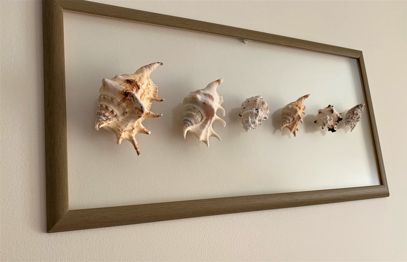 Sea Shell Wall Art Framed Seashells Sea Shell Wall Frame Sea Shell Wall