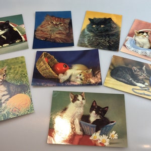 Cartoline per gatti vintage set di 8 psc Biglietti di auguri fotografici per gattini inutilizzati Stampati nella Repubblica Democratica Tedesca 1970s