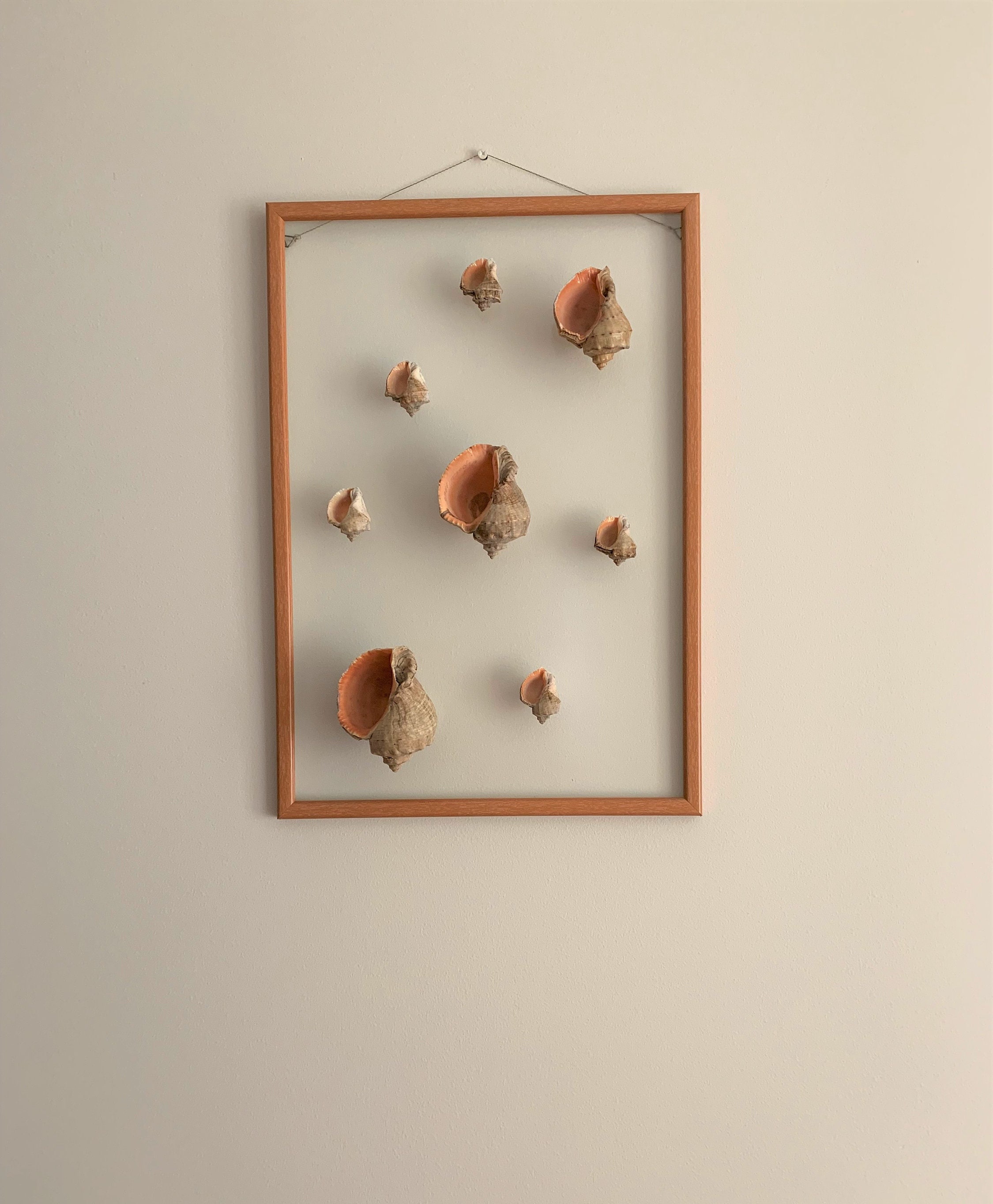 Sea Shell Wall Art Framed Seashells Sea Shell Wall Frame Sea Shell Wall ...
