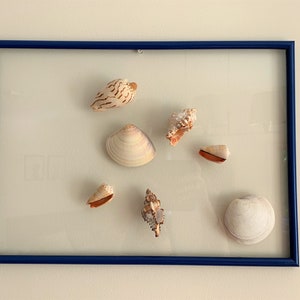 Sea shell wall art Framed seashells Sea shell wall frame Sea shell wall decor Coastal wall decor Seaside home decor Large seashell picture