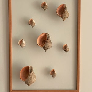 Sea shell wall art Framed seashells Sea shell wall frame Sea shell wall decor Coastal wall decor Seaside home decor Large seashell picture