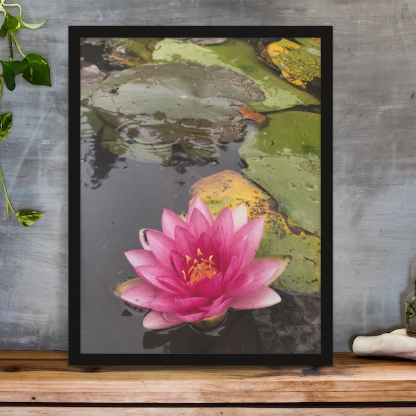 Water Lilies poster, Nymphaea Pink Pond Lily Poster, Pink Water Lily Print, Photo of Lilies