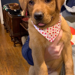May include: A golden-brown puppy with a white bandana decorated with red and pink hearts. The puppy is being held and is looking at the camera. The puppy's tongue is sticking out.