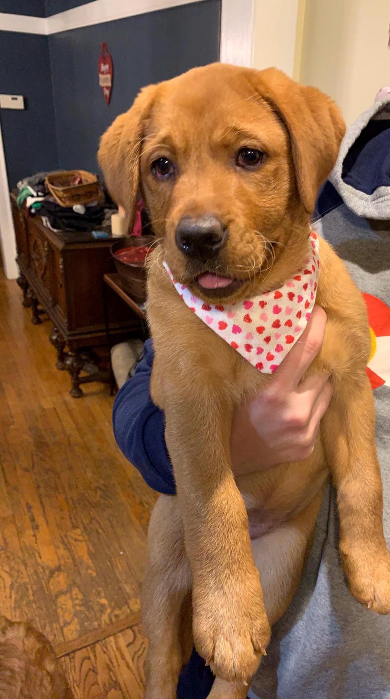 May include: A golden-brown puppy with a white bandana decorated with red and pink hearts. The puppy is being held and is looking at the camera. The puppy's tongue is sticking out.