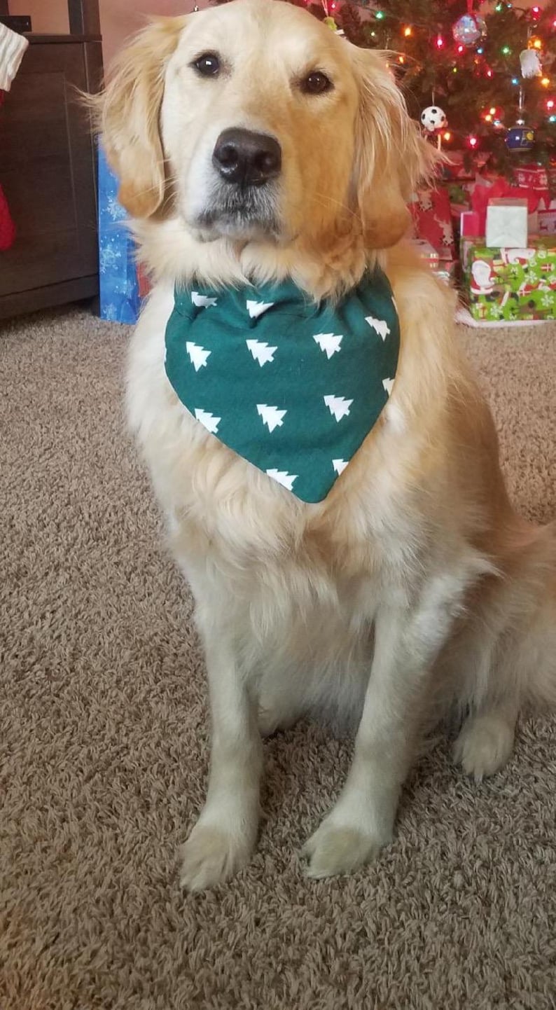 May include: A Golden Retriever dog wearing a green bandana with white Christmas tree patterns. The dog is sitting on a brown carpet in front of a decorated Christmas tree and wrapped gifts.