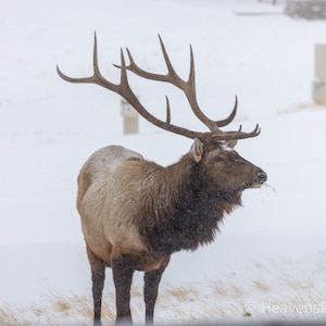 Elk - Winter Rocky Mountains