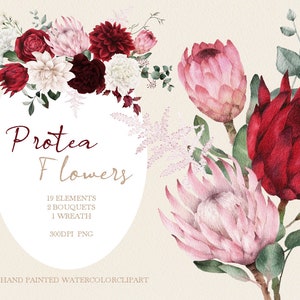 watercolor Protea clipart,Pink tropical flowers,wedding Invitation,DIY elements PNG