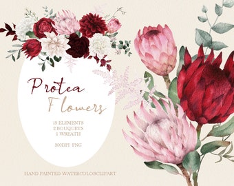 Può includere: Illustrazione ad acquerello di fiori di protea rosa e rossi con foglie verdi. L'illustrazione è etichettata "Protea Flowers" e include il testo "19 Elements, 2 Bouquets, 1 Wreath, 300DPI PNG, Hand Painted Watercolor Clipart".