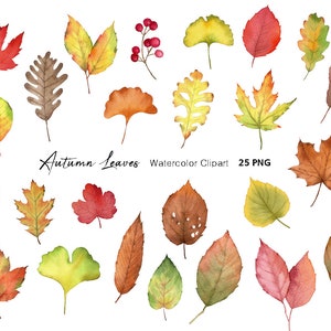 Imágenes prediseñadas de acuarela, imágenes prediseñadas de hojas de arce de otoño, imágenes prediseñadas de Acción de Gracias, imágenes prediseñadas de boda, pintadas a mano originales, uso comercial gratuito
