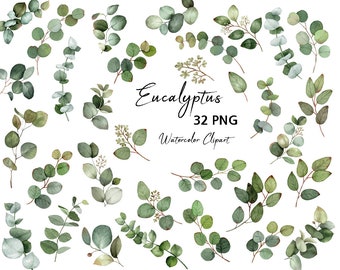 Watercolor Eucalyptus Clipart.greenery Leaf Clipart,Botanical watercolor,original hand painted