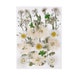 see more listings in the Dried flower section