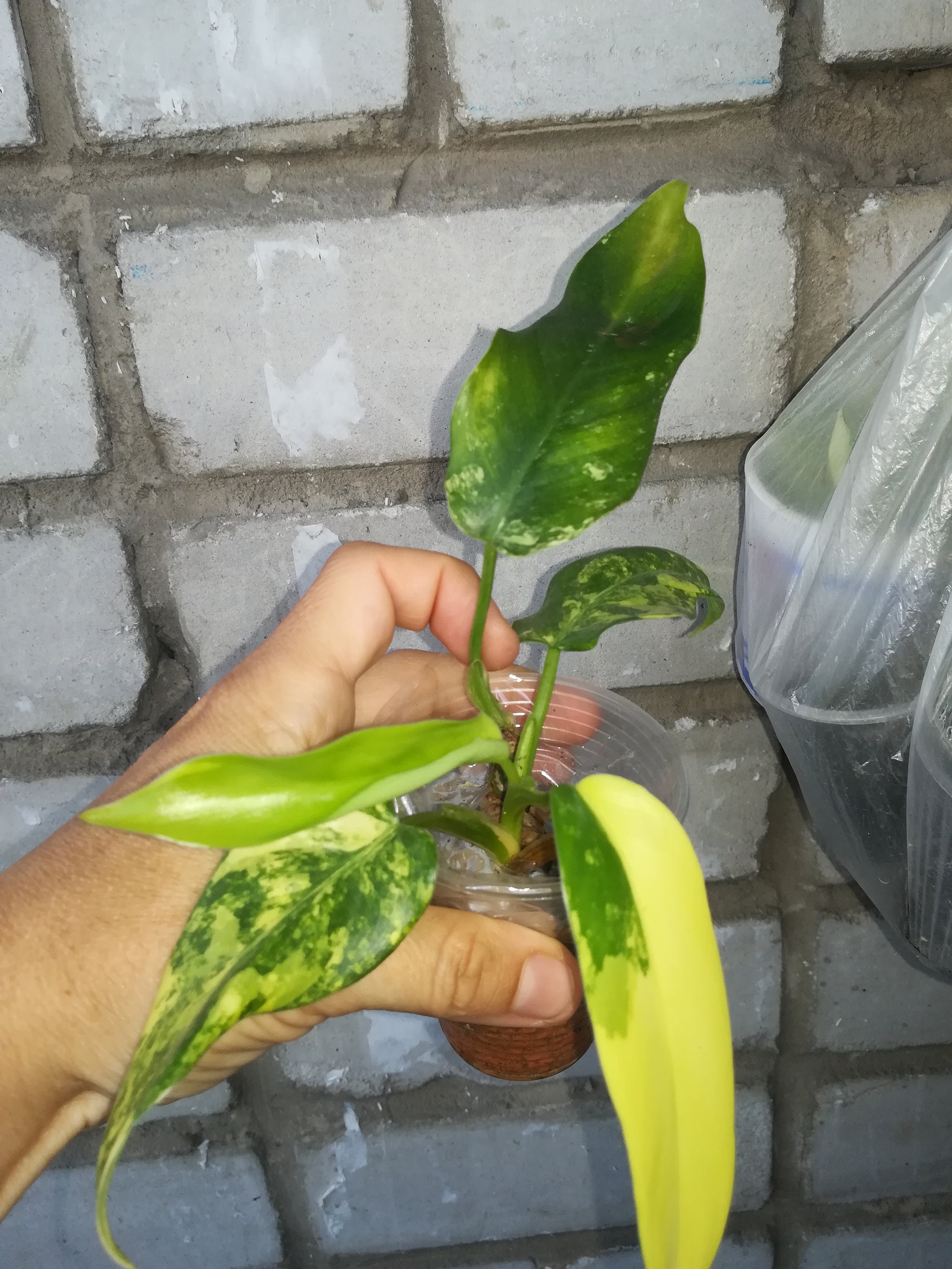tauerii monstera Monstera deliciosa 'Tauerii' (Dwarf Fruit Salad Plant) - 25cm pot main image 1
