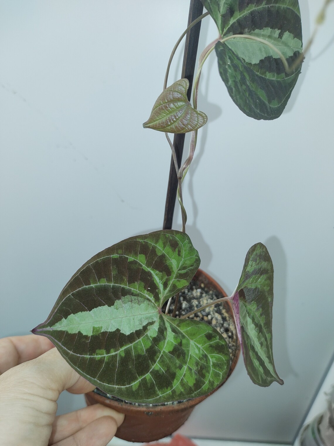 Dioscorea discolor rare plant Etsy