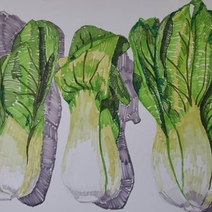 Bok Choy Vegetable Marker Drawing Original Food Still Life Illustration