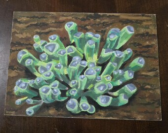 Baby Toes Succulent Drawing Original Plant Oil Pastel Illustration on Artboard Cute Plant Still Life Wall Art
