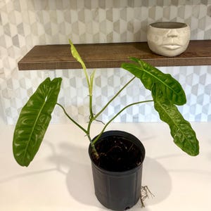 Large Philodendron Paraiso Verde (D)