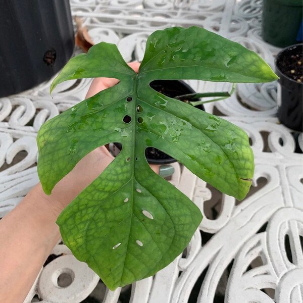 Amydrium Medium Spp ‘Spider Man Monstera’