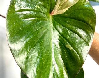 Variegated Homalomena Pink - Etsy