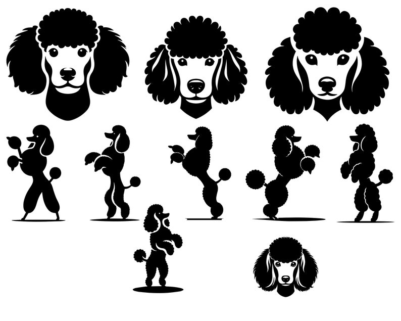 Poodle SVG Bundle, Poodle Face svg, Poodle Silhouette, poodle dog svg, Poodle Clipart, Poodle Cut File, Poodle png image 4