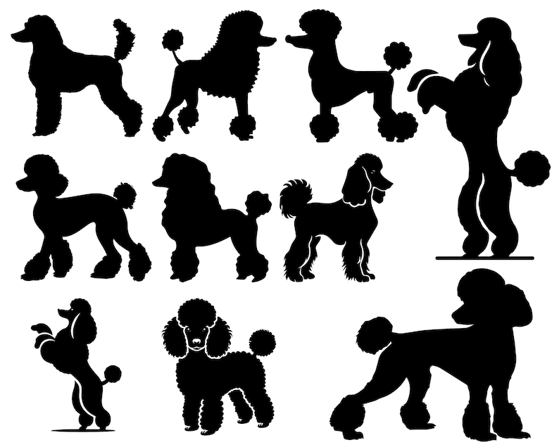 May include: Silhouettes of ten poodles in various poses. The poodles are all black and are shown standing, sitting, and lying down.