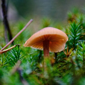 The woodland mushroom