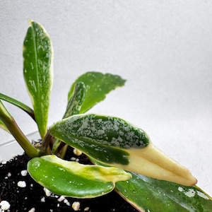 Hoya Publicalyx Albo Splash/ 4 Node Rooted With new growth