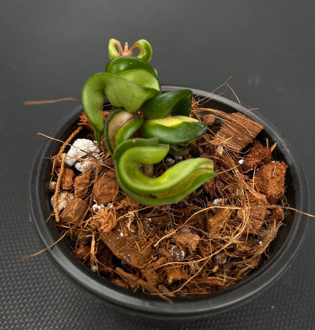 Hoya Mauna Loa - Etsy