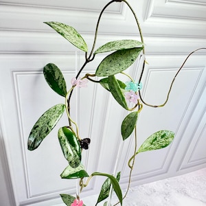 Hoya Wilbur Graves China/18 Node Plant