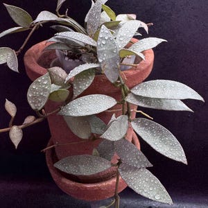 Hoya Lacunosa Oak-022 (ruffled leaves) - NOT rooted “ 2 leaf cutting” grower’s choice/ grow your own