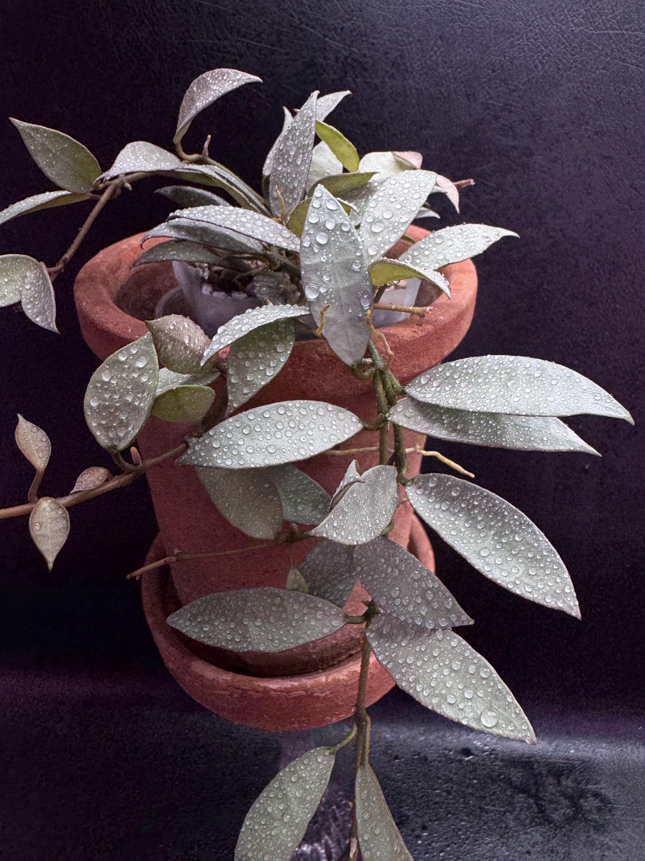 Hoya Latifolia Silver - Etsy