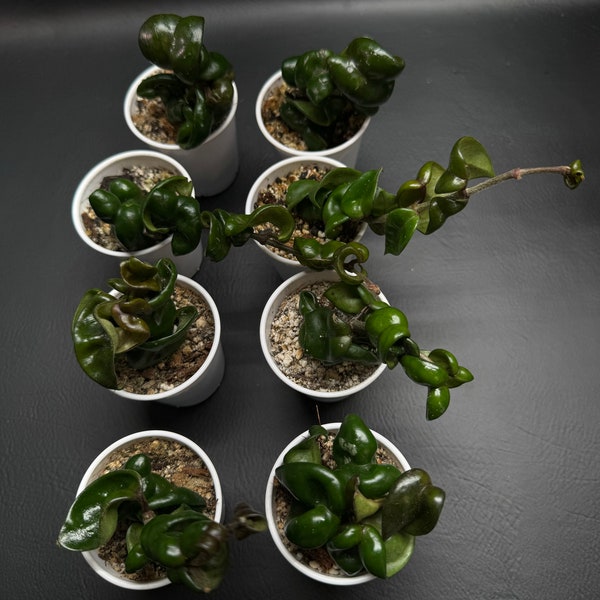 Extremely (Rare) Hoya compacta Deepgreen lightly Rooted Cutting /Grower’s Choice
