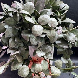 Hoya Lacunosa Mint Coin “Node Cutting”/ seller’s choice./Live Plants Arrival Guarantee