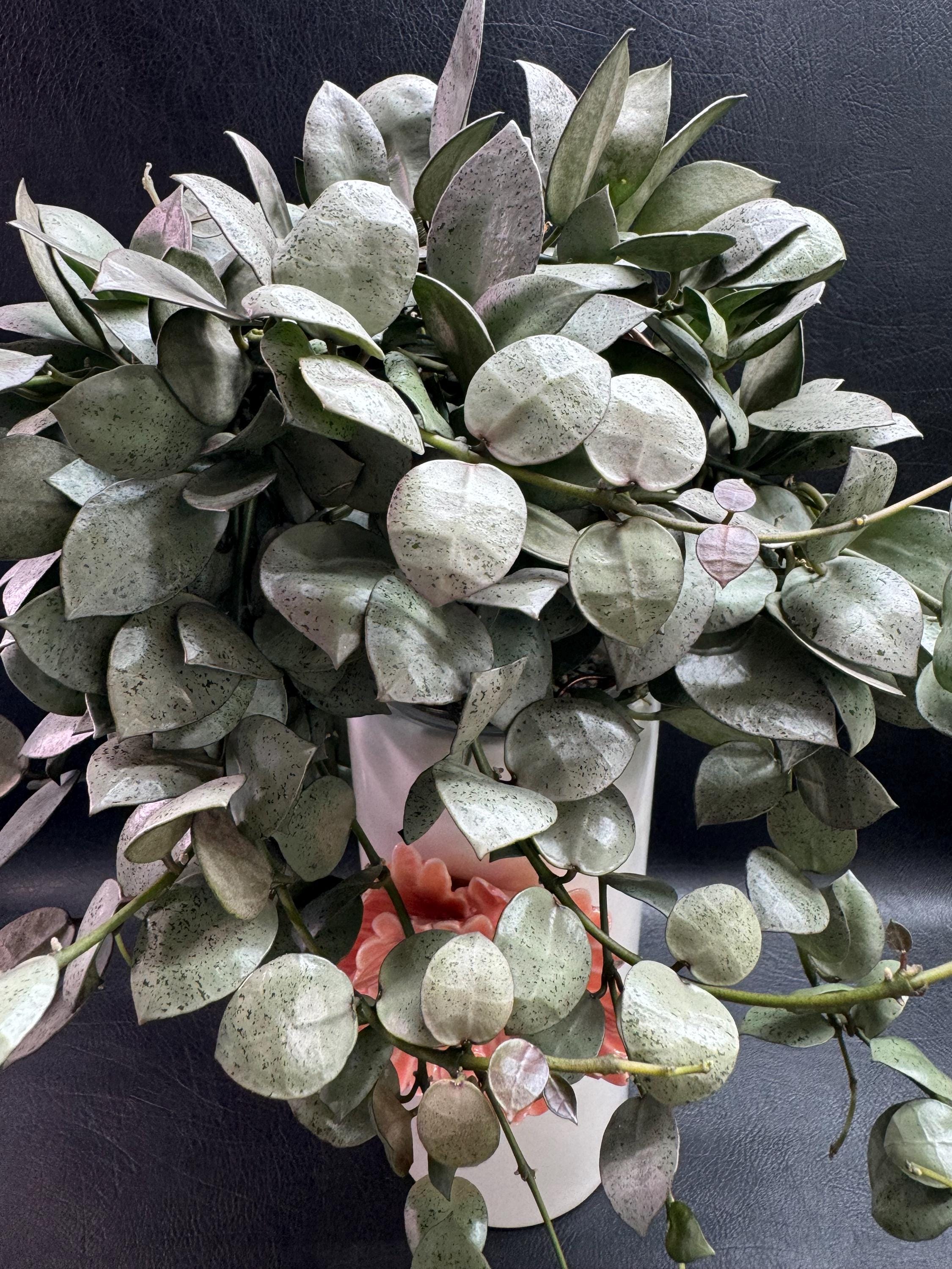 Hoya Lacunosa Mint Coin “node Cutting”/ Seller's Choice./live