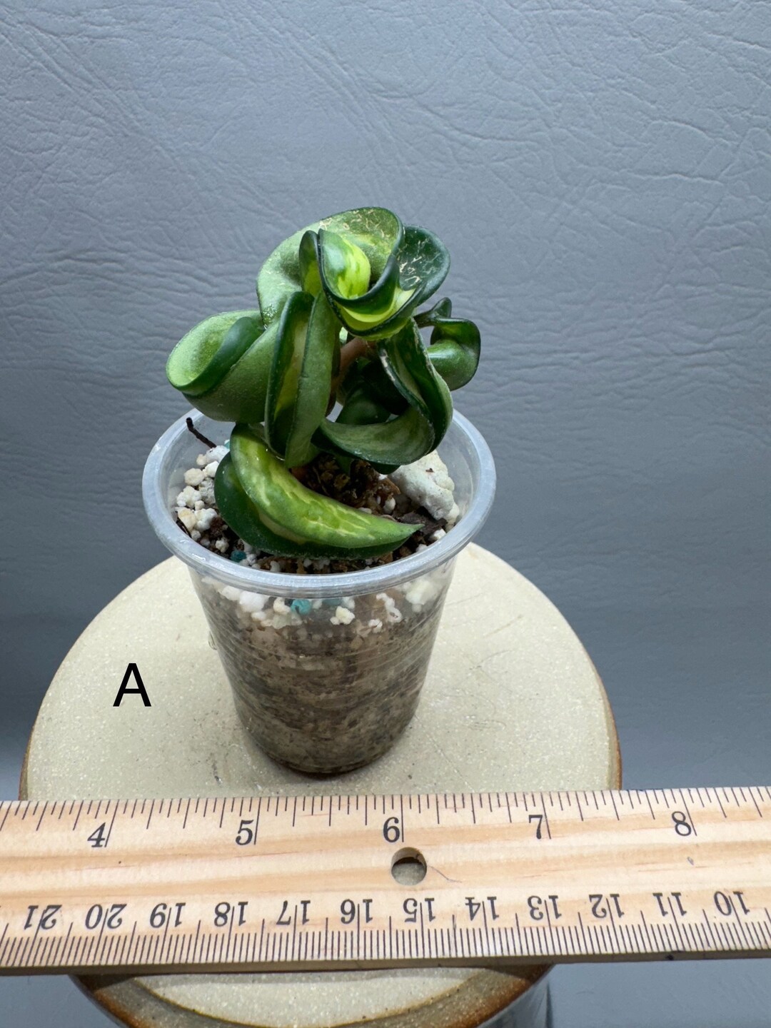 Hoya Mauna Loa - Etsy