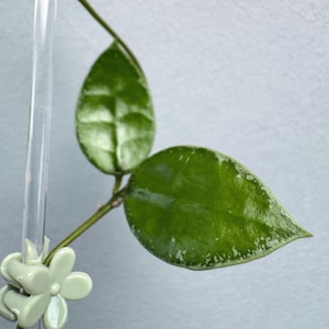 Rare Hoya Lacunosa Silver edge “Node Cutting”
