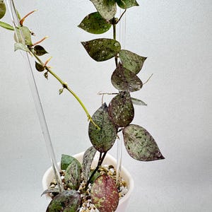 Hoya Lacunosa Black Silver “2 leaf 1 Node Not Cutting”/Grow Your Own/ Grower’s Choice