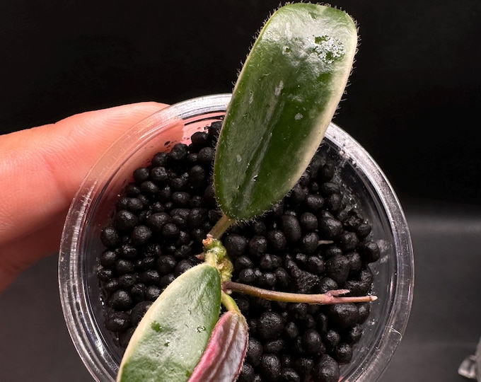 Hoya Lyi Prism Pink Flower Node Cutting With Live Plants Arrival ...