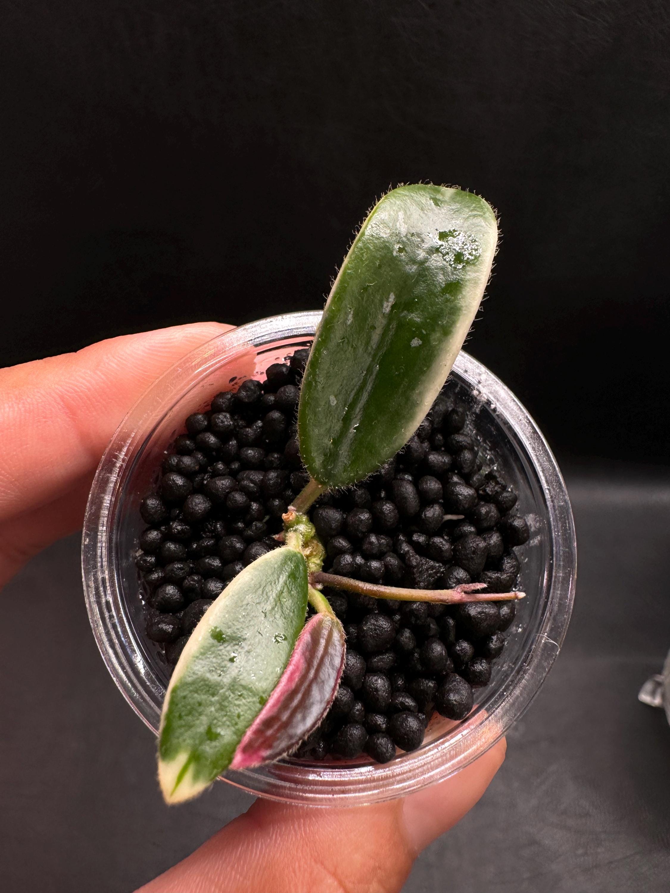 Hoya lyi Prism Pink Flower Node Cutting With Live Plants