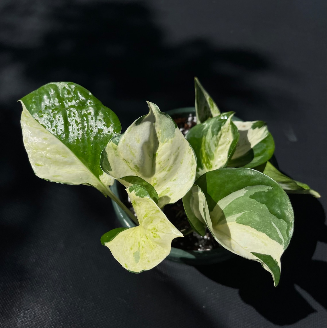 Epipremnum Harlequin Pothos Etsy