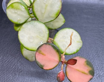 Hoya Heuschkeliana Variegated lightly Rooted Plant/ Exact Plant/Live Plants Arrival Guarantee