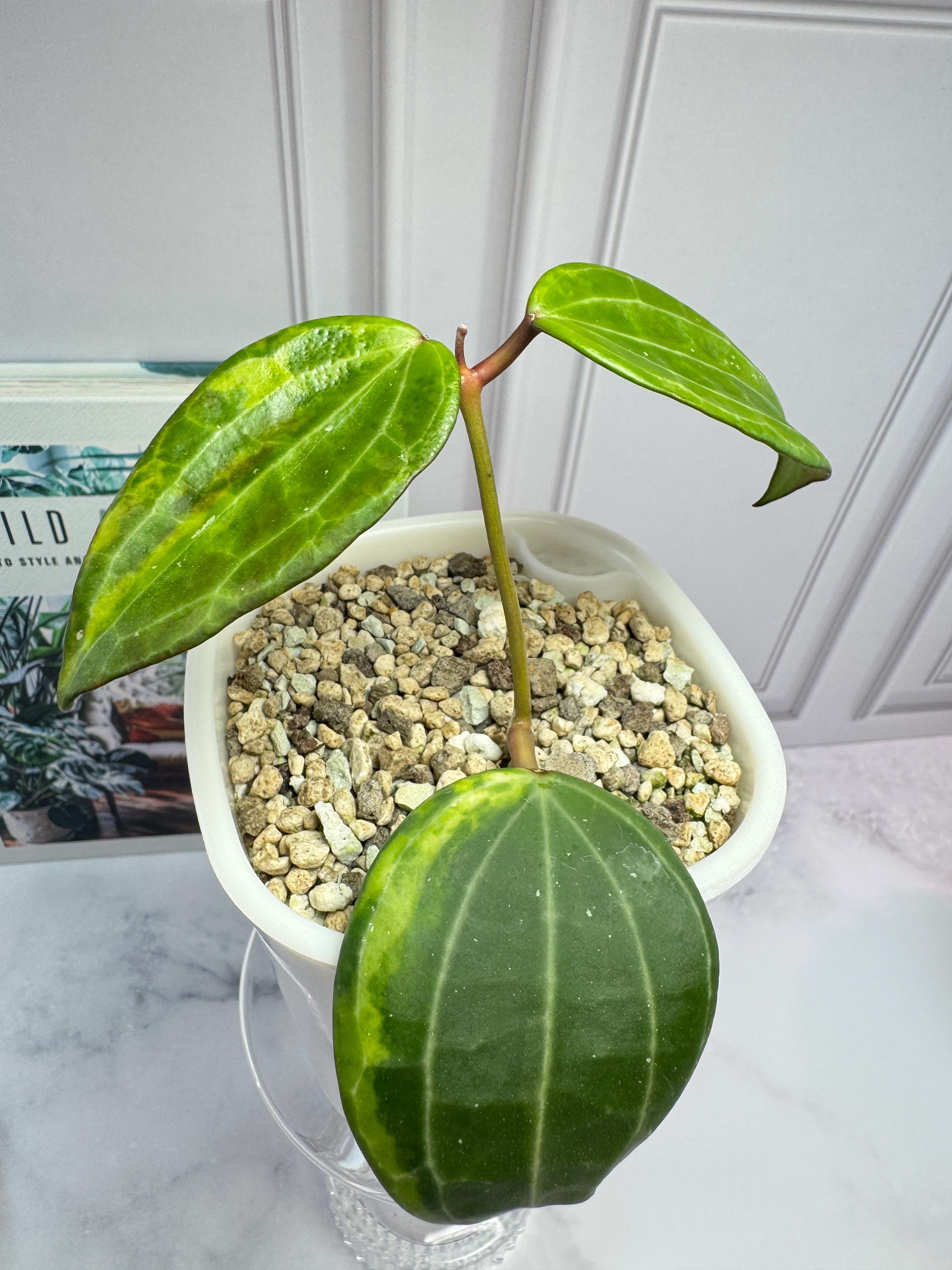 49 ＊ホヤ ＊ Hoya ＊ latifolia ＊ silver leaf Hoya latifolia