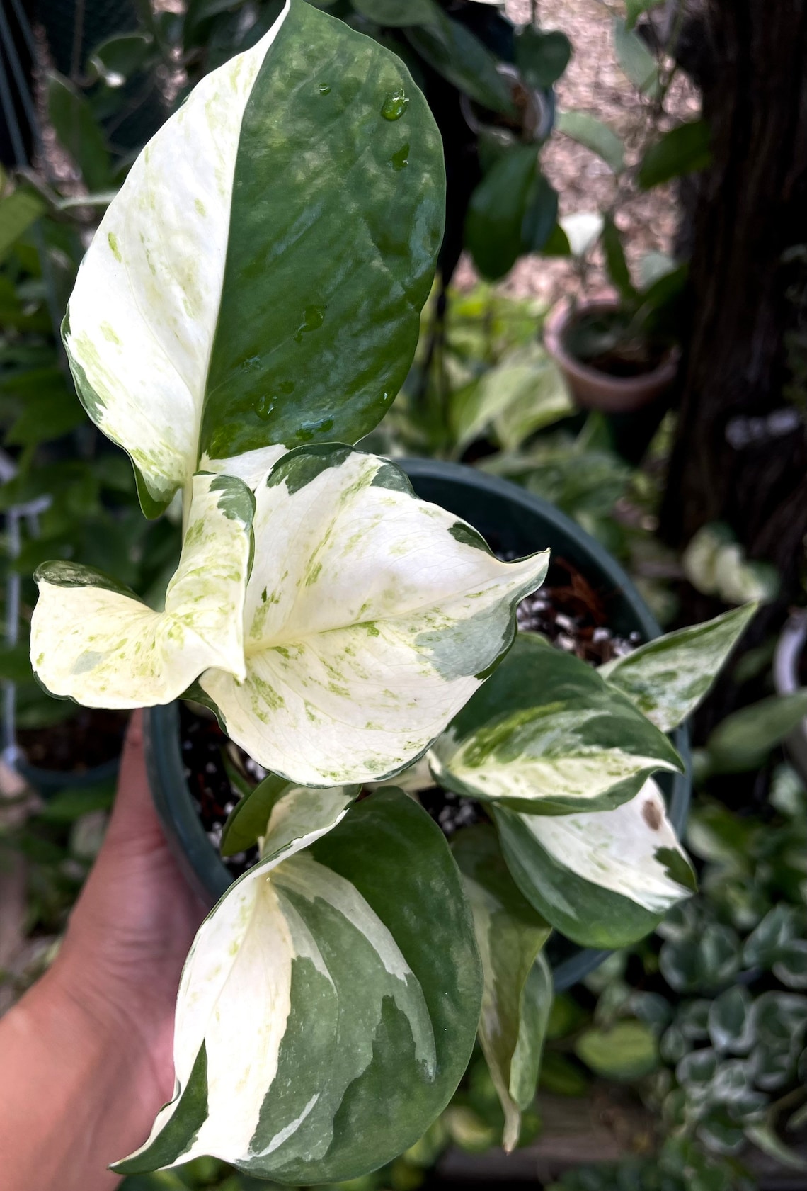 Epipremnum Harlequin Pothos Etsy